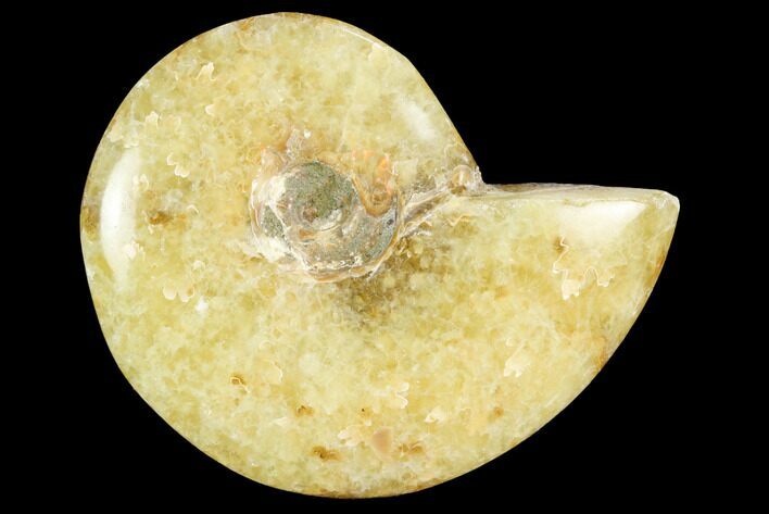Polished, Agatized Ammonite (Cleoniceras) - Madagascar #119317